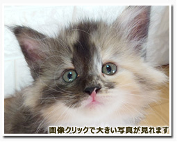 ノルウェージャンフォレストキャット