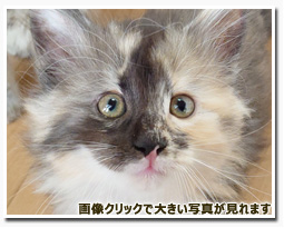 ノルウェージャンフォレストキャット