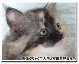 ノルウェージャンフォレストキャット