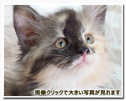 ノルウェージャンフォレストキャット