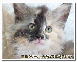 ノルウェージャンフォレストキャット