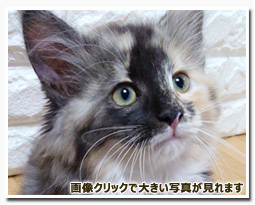 ノルウェージャンフォレストキャット