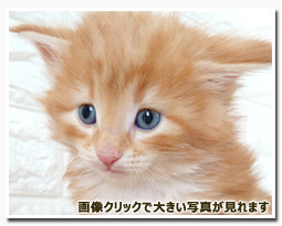 ノルウェージャンフォレストキャット