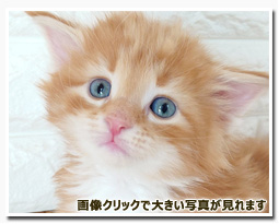 ノルウェージャンフォレストキャット