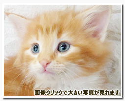 ノルウェージャンフォレストキャット