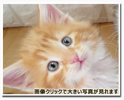 ノルウェージャンフォレストキャット