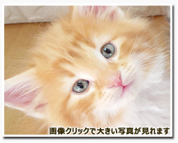 ノルウェージャンフォレストキャット