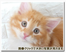 ノルウェージャンフォレストキャット