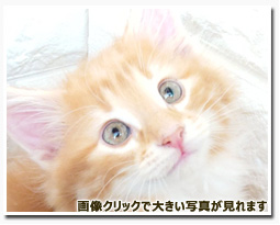 ノルウェージャンフォレストキャット