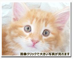 ノルウェージャンフォレストキャット