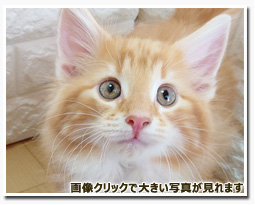 ノルウェージャンフォレストキャット