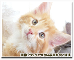 ノルウェージャンフォレストキャット