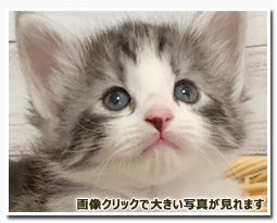 ノルウェージャンフォレストキャット