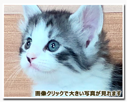 ノルウェージャンフォレストキャット