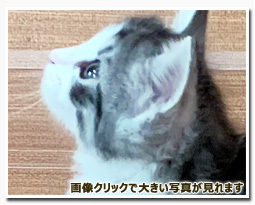 ノルウェージャンフォレストキャット