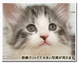 ノルウェージャンフォレストキャット