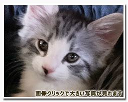 ノルウェージャンフォレストキャット