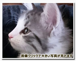 ノルウェージャンフォレストキャット