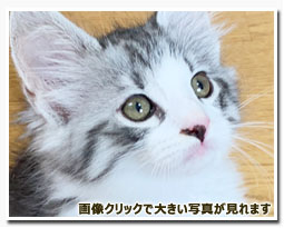 ノルウェージャンフォレストキャット