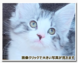 ノルウェージャンフォレストキャット