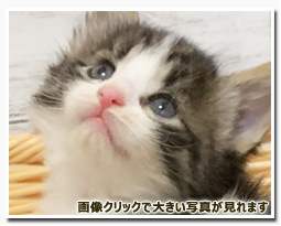 ノルウェージャンフォレストキャット