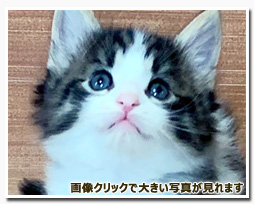 ノルウェージャンフォレストキャット