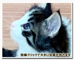 ノルウェージャンフォレストキャット