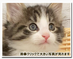 ノルウェージャンフォレストキャット