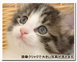 ノルウェージャンフォレストキャット