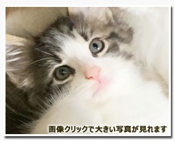 ノルウェージャンフォレストキャット