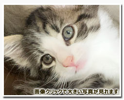 ノルウェージャンフォレストキャット