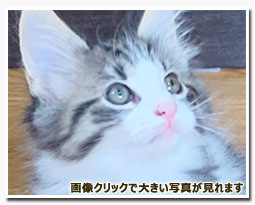 ノルウェージャンフォレストキャット