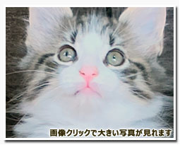 ノルウェージャンフォレストキャット