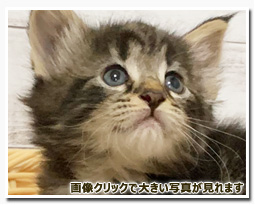 ノルウェージャンフォレストキャット