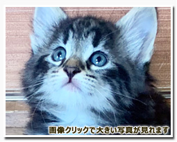 ノルウェージャンフォレストキャット