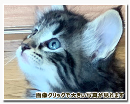 ノルウェージャンフォレストキャット