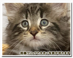 ノルウェージャンフォレストキャット