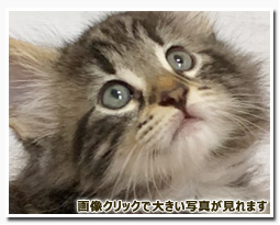 ノルウェージャンフォレストキャット