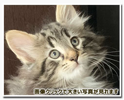 ノルウェージャンフォレストキャット