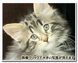 ノルウェージャンフォレストキャット