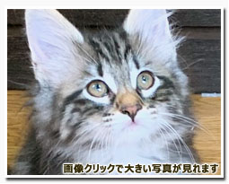 ノルウェージャンフォレストキャット