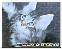 ノルウェージャンフォレストキャット