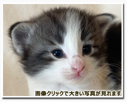 ノルウェージャンフォレストキャット