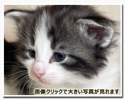 ノルウェージャンフォレストキャット