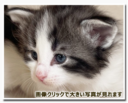 ノルウェージャンフォレストキャット