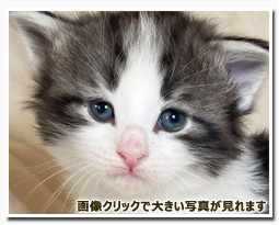 ノルウェージャンフォレストキャット