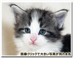 ノルウェージャンフォレストキャット