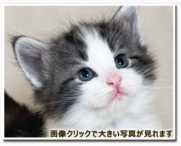 ノルウェージャンフォレストキャット