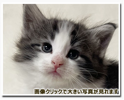 ノルウェージャンフォレストキャット