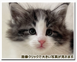 ノルウェージャンフォレストキャット